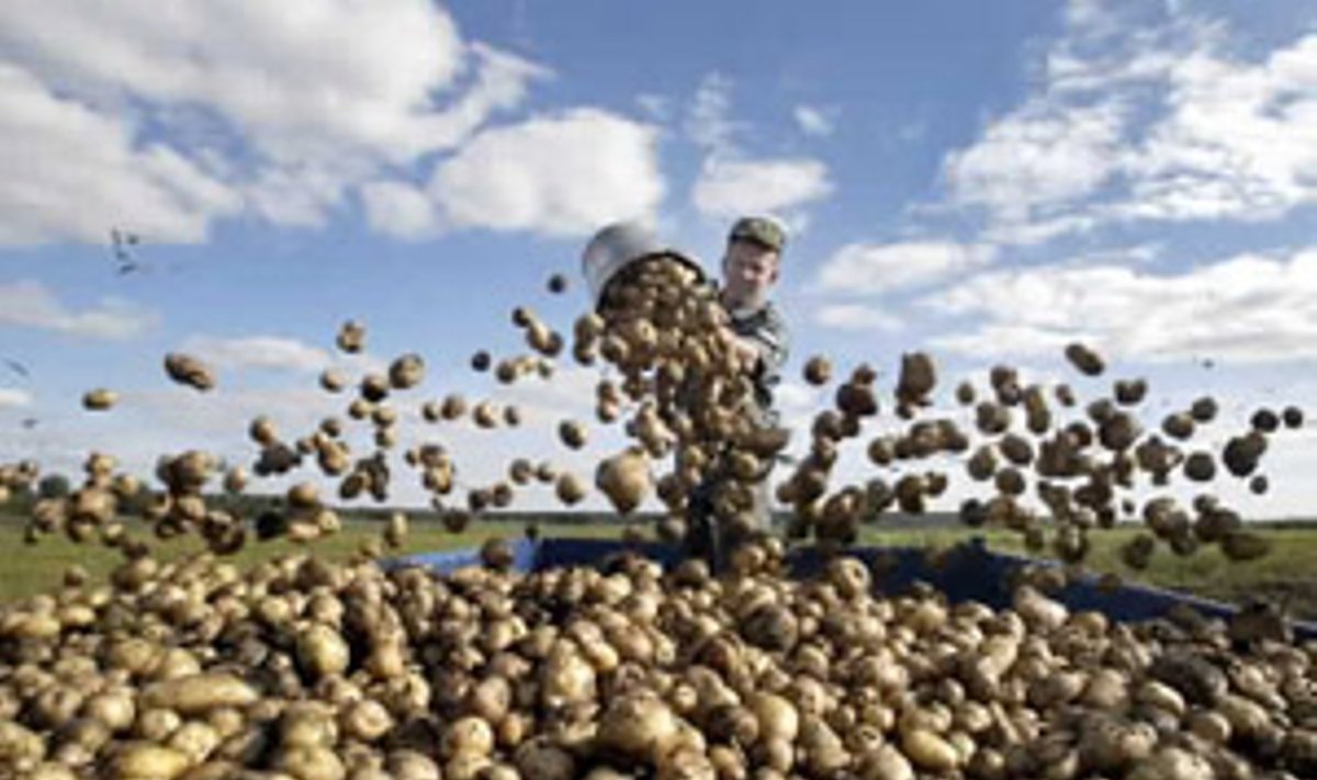 Baltarusų kareivis pila bulves.