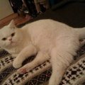 Vilniuje dingo baltas katinas