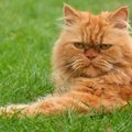 Mokslininkai išsiaiškino, kodėl katėms visai nerūpi jų šeimininkai