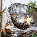 Laisvės skonis: kuo skiriasi žuvis, augusi ežere ir žuvininkystės tvenkinyje?