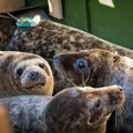 Pavasarį išgelbėti nusilpę ruoniukai sugrįžta namo: į Baltijos jūrą paleista 11 gyvūnų