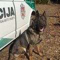 Pasiklydo į mišką malkų pjauti išėjęs senolis: sušalusį pradingelį surado Vilniaus policijos tarnybinis šuo