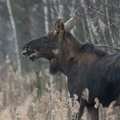 Įvertinta žala gamtai už neteisėtą medžioklę Vilniaus regione: suma siekia daugiau nei 10 tūkstančių eurų