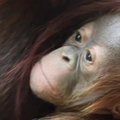 Šventė Ispanijos zoologijos sode: pasaulį išvydo orangutano jauniklis