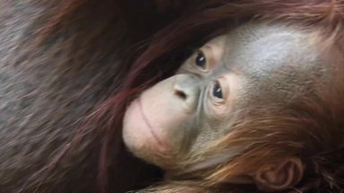 Ispanijos zoologijos sode gimė orangutano jauniklis: papildė nykstančią populiaciją