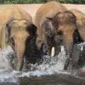 Šri Lankos karinis laivynas išgelbėjo du į jūrą nuneštus dramblius