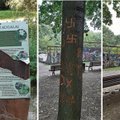 Be skrupulų išniekinti medžiai Kretingos miesto parke: nudirta žievė, išpjaustytos svastikos