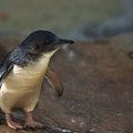 Guminė pirštinė pingvinukui atstoja tėvus