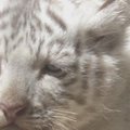 Baltųjų tigrų jaunikliai džiugina Tokijo zoologijos sodo lankytojus