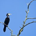 Aplinkos ministerija laukia norinčiųjų mažinti kormoranų skaičių