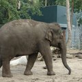 Japonijoje nugaišo „mylimiausias šalies dramblys“, sulaukęs 69 metų