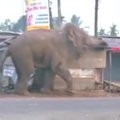 Nufilmuota: Indijos kaime įsiutęs dramblys apgadino 100 pastatų