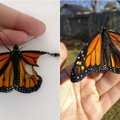 Dizainerė pasiryžo neįprastai operacijai: drugeliui sukūrė naujus sparnus