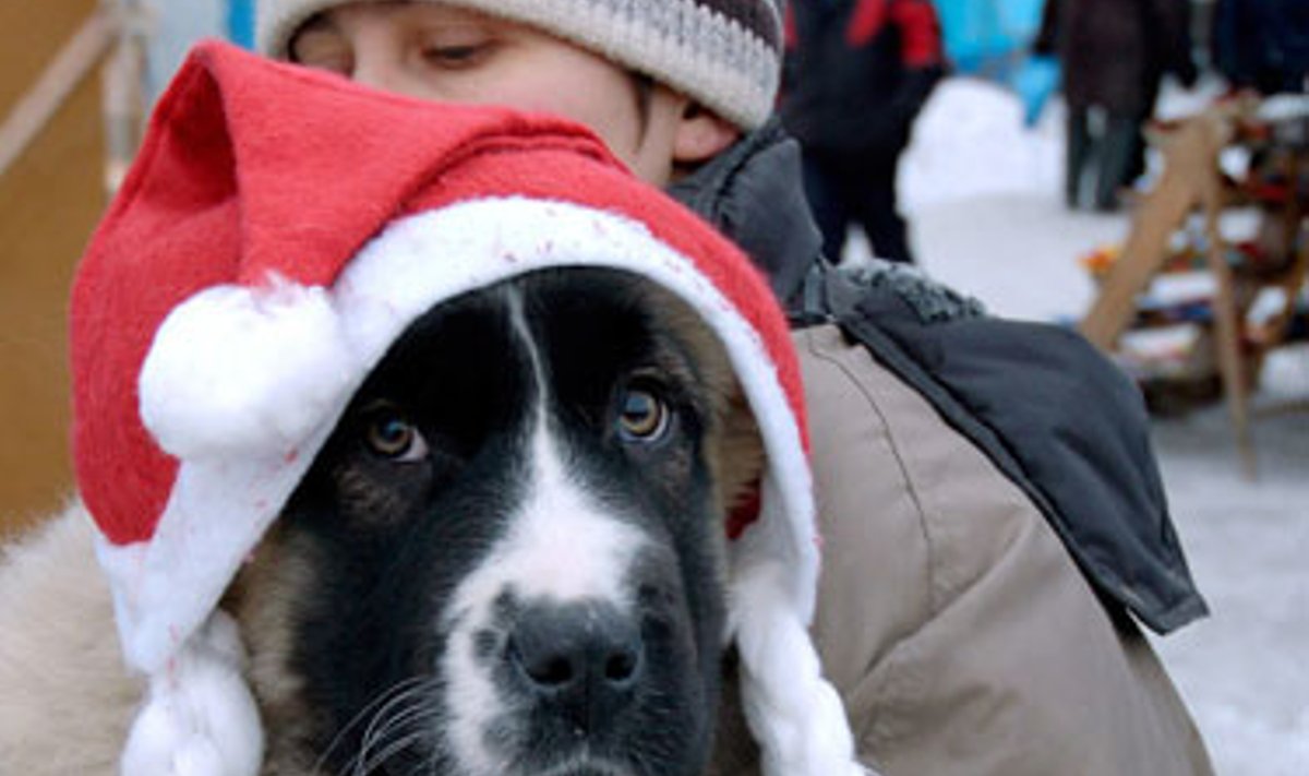 Krasnojarske berniukas laiko šių metų simbolį – šunį, papuoštą kalėdine kepure
