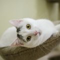Meiliausias katinų kambarėlio murklys Malis ieško namų