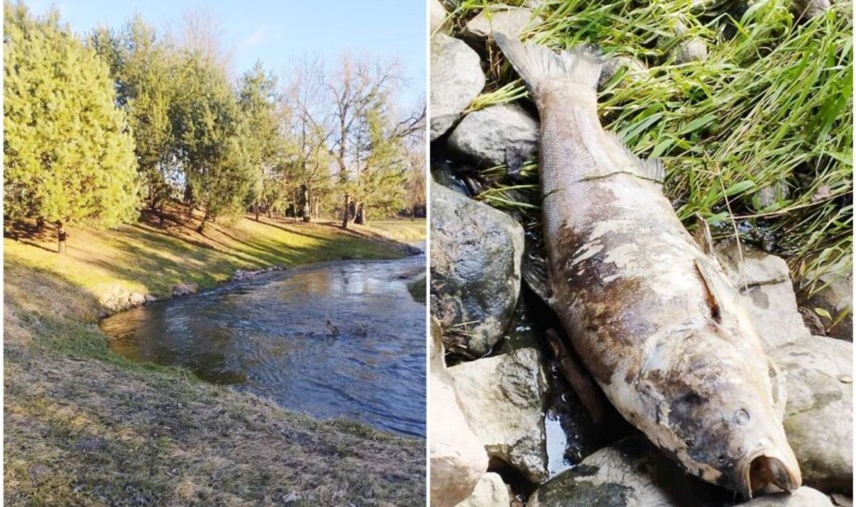 Vaikščiodamas upelio pakrantėmis Ruslanas Linevas aptiko labai didelės žuvies gaišeną