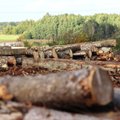 Skelbia valstybinės medienos aukciono rezultatus: kainos krito penktadaliu