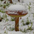 Miškuose lietuviai grybų aptinka ir žiemą: paaiškino, ko šiuo metu galima rasti ir kuriuos grybus dar saugu valgyti