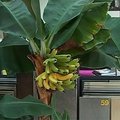 Panevėžio prekybos salonas sulaukė tradicinio bananų derliaus