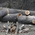 Nupjautas medis užvirto ant medkirčių, vienas vyras žuvo