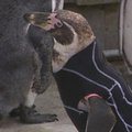 Nuplikusiam pingvinui sukurtas nardymo kostiumas