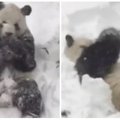 Plinta po pasaulį: kol JAV vaduojasi iš sniego, mažoji panda džiaugiasi sniegu