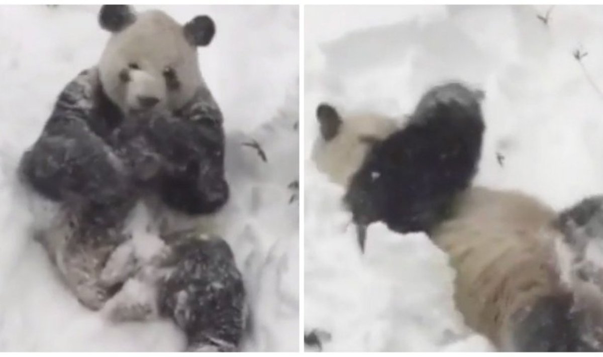 Panda džiaugiasi sniegu