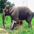 Tailande dramblio patelei pritaisytas kojos protezas
