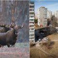 Laukiniams gyvūnams miške vietos jau nebeužtenka: keliasi ir į miestus