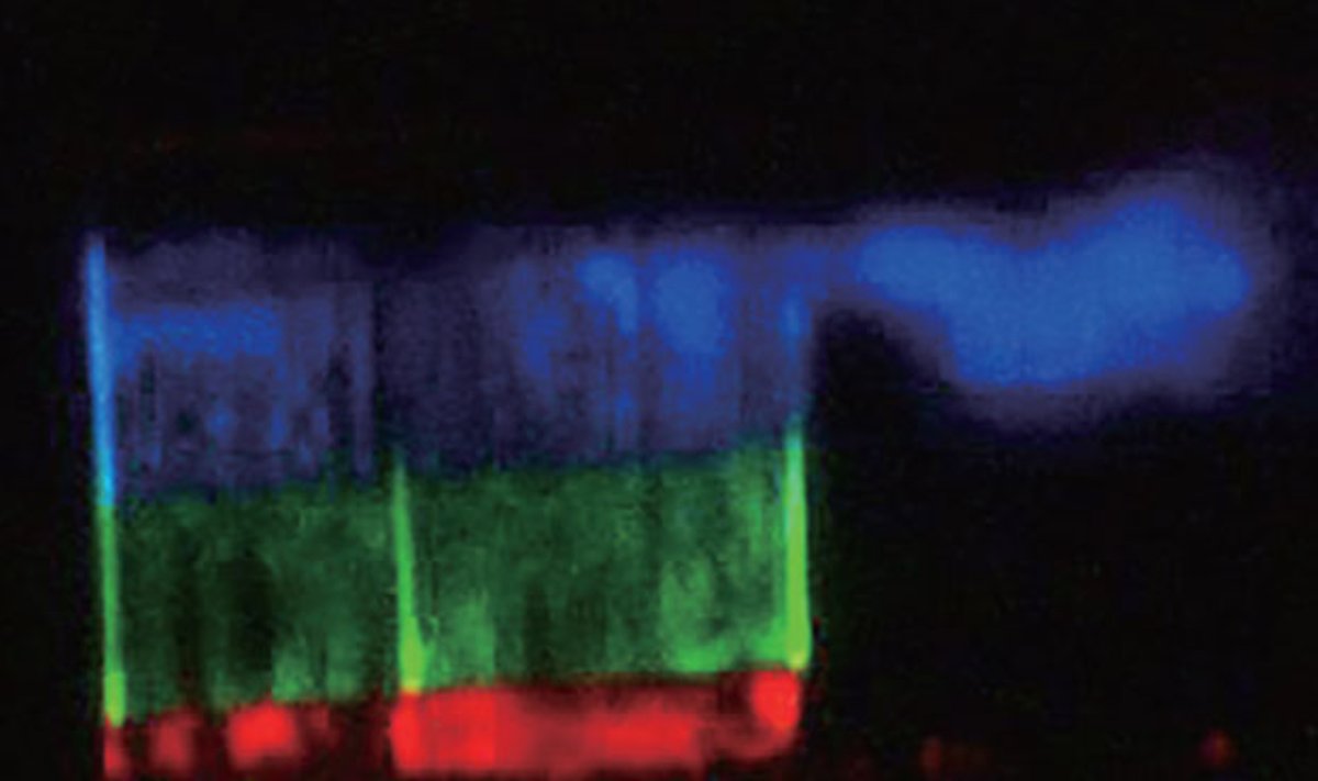 Lazerio išgaunamas skirtingų šviesos spalvų spektras (Arizonos valstijos universiteto nuotr.)