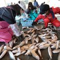 Supykusi Europos Sąjunga uždraudė įvežti vienos šalies žuvį