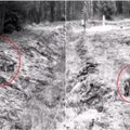 Pasieniečių kameros užfiksavo, ką vilkų gauja išdarinėja miške