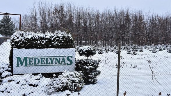 Plungės medelynas skaičiuoja paskutines dienas