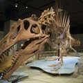 Papasakota, kaip buvo atrastas Tiranozaurą nukarūnavęs plėšrus dinozauras
