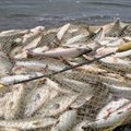 Gedvilienė: bus siūloma, kad verslinė žvejyba iš Kuršių marių pasitrauktų iki 2024 metų pabaigos