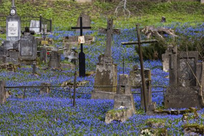 Bernardinų kapinėse žydi scylės