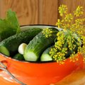 Šviežiai raugti agurkai, kurie pavyks kiekvienam: puikaus skonio paslaptis atskleista
