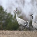 Didingi vaizdai – laukuose grįžusios gervės