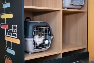 „PetCity Domus Pro“ kačių klinika