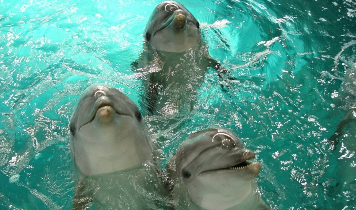 Jūrų muziejuje atnaujintos delfinų terapijos erdvės