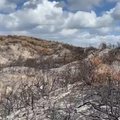 Unikalią salą niokoja pražūtingi gaisrai