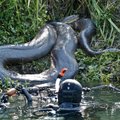 „Discovery“ visus sukėlė ant kojų: rodys, kaip žmogų praryja anakonda