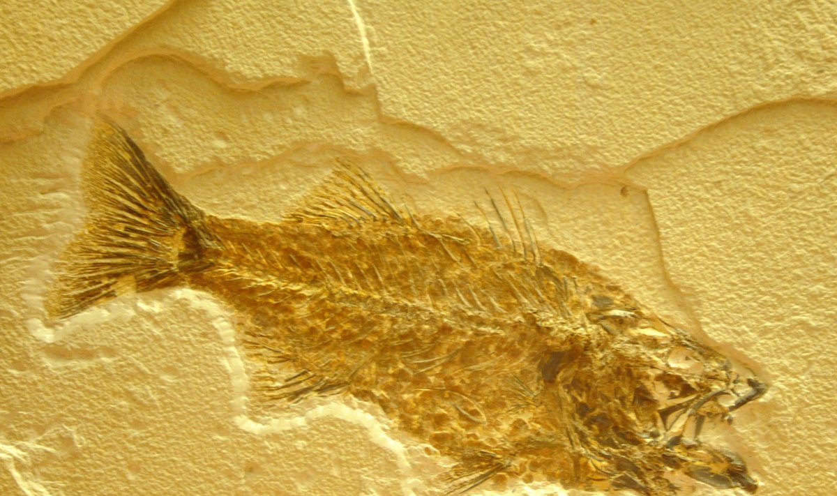 Kambro laikotarpio fosilija