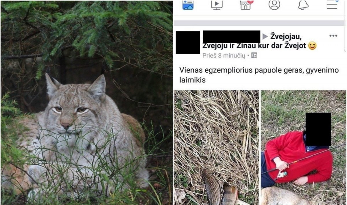 Lūšių medžioklė Lietuvoje daudžiama 