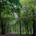 Dėl saugomų ąžuolų Kaune teks paaukoti jaunus medžius