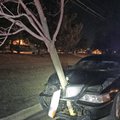 Girta vairuotoja nusivežė taranuotą medį