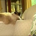 Australams brangiau parduoti namą padėjo katė