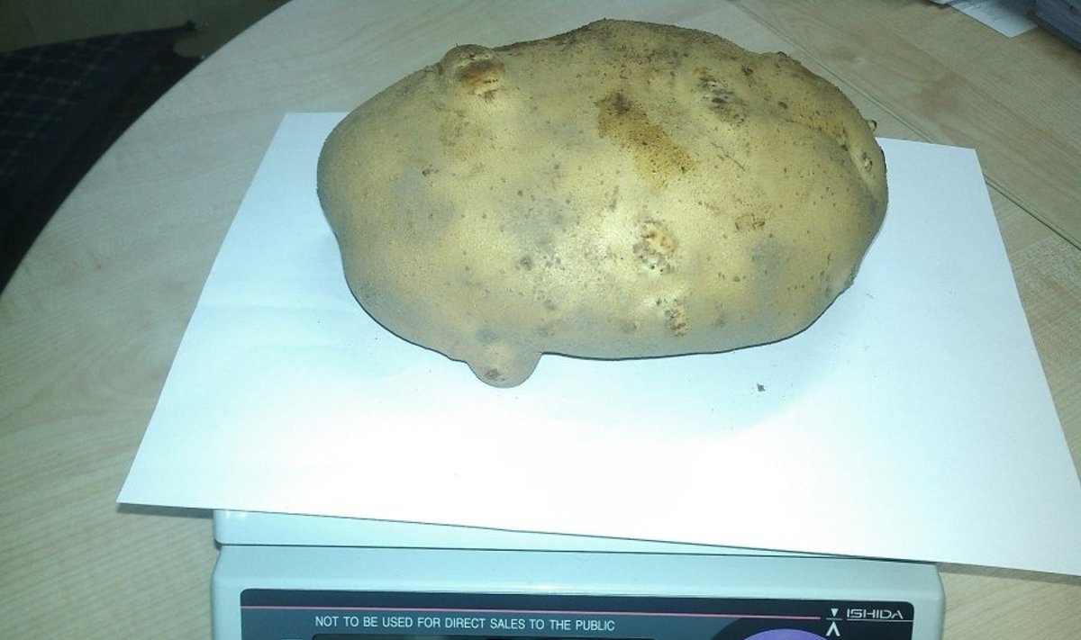 Milžiniška bulvė