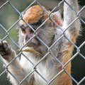 Neįtikėtinas jaunuolio žiaurumas: įsilaužęs į zoologijos sodą, mirtinai sumušė šunbeždžionę
