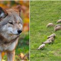 Vilkai puola naminius gyvulius: 7 visada naudingi patarimai, kurie padės apsisaugoti
